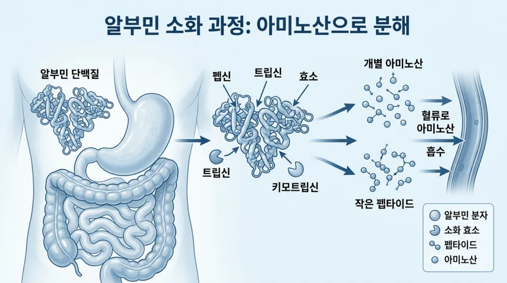 알부민 문제점